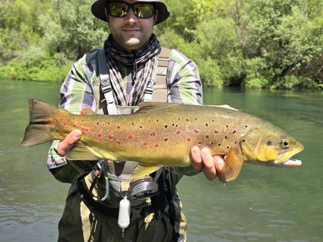 brown-trout-croatia