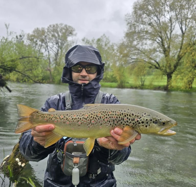 brown-trout-bosnia