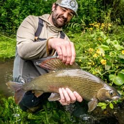 grayling-from-bosnia