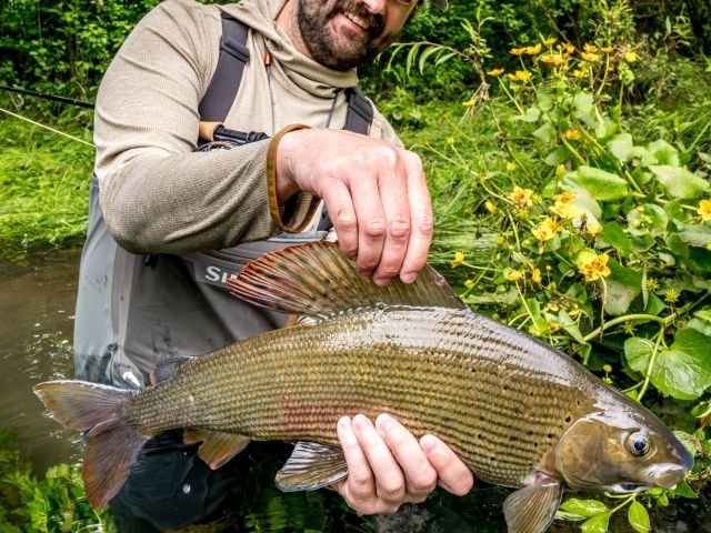 grayling-from-bosnia